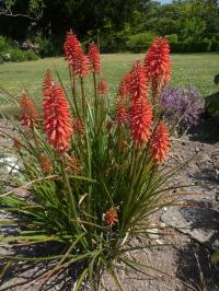 KNIPHOFIA WOL'S RED SEEDLING